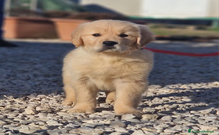 Golden Retriever cani a Provincia di Pescara - Annuncio 6