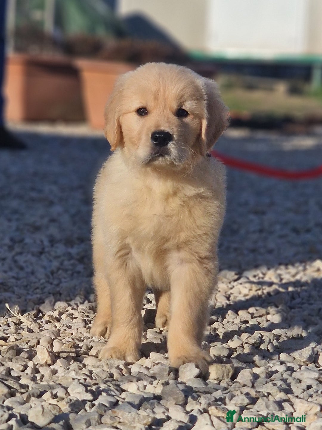 Golden Retriever cani in vendita: Cuccioli di Golden Retriever - LINEA AMERICANA  a Provincia di Pescara - Immagine 1