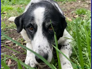 Meticcio cani CHIANINA 12 anni in gabbia sogna una famiglia - Annuncio 26
