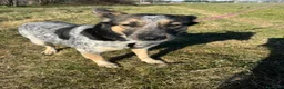 Meticcio cani in regalo: Divy, splendida meticcia tranquilla  - Annuncio 6