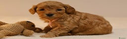 Meticcio cani in vendita: Cuccioli di F1BB Cavapoo Rosso & Crema - Annuncio 21