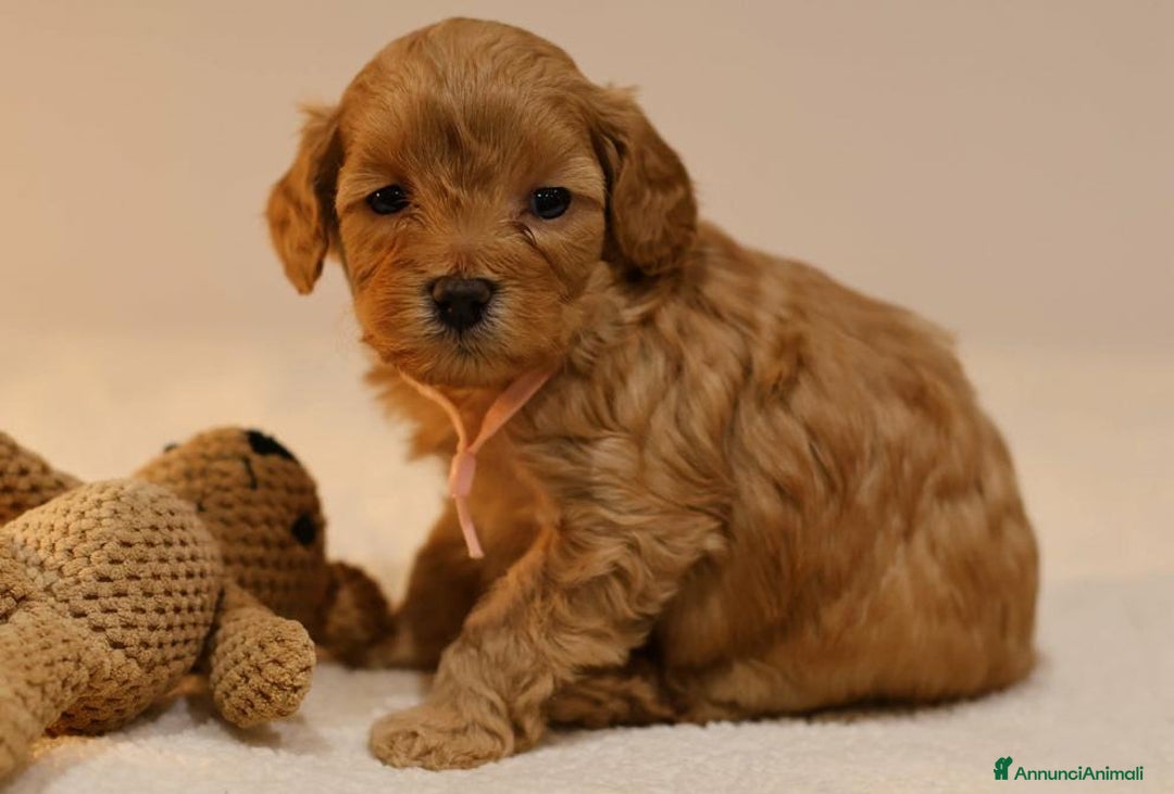 Meticcio cani in vendita: Cuccioli di F1BB Cavapoo Rosso & Crema - Annuncio 21