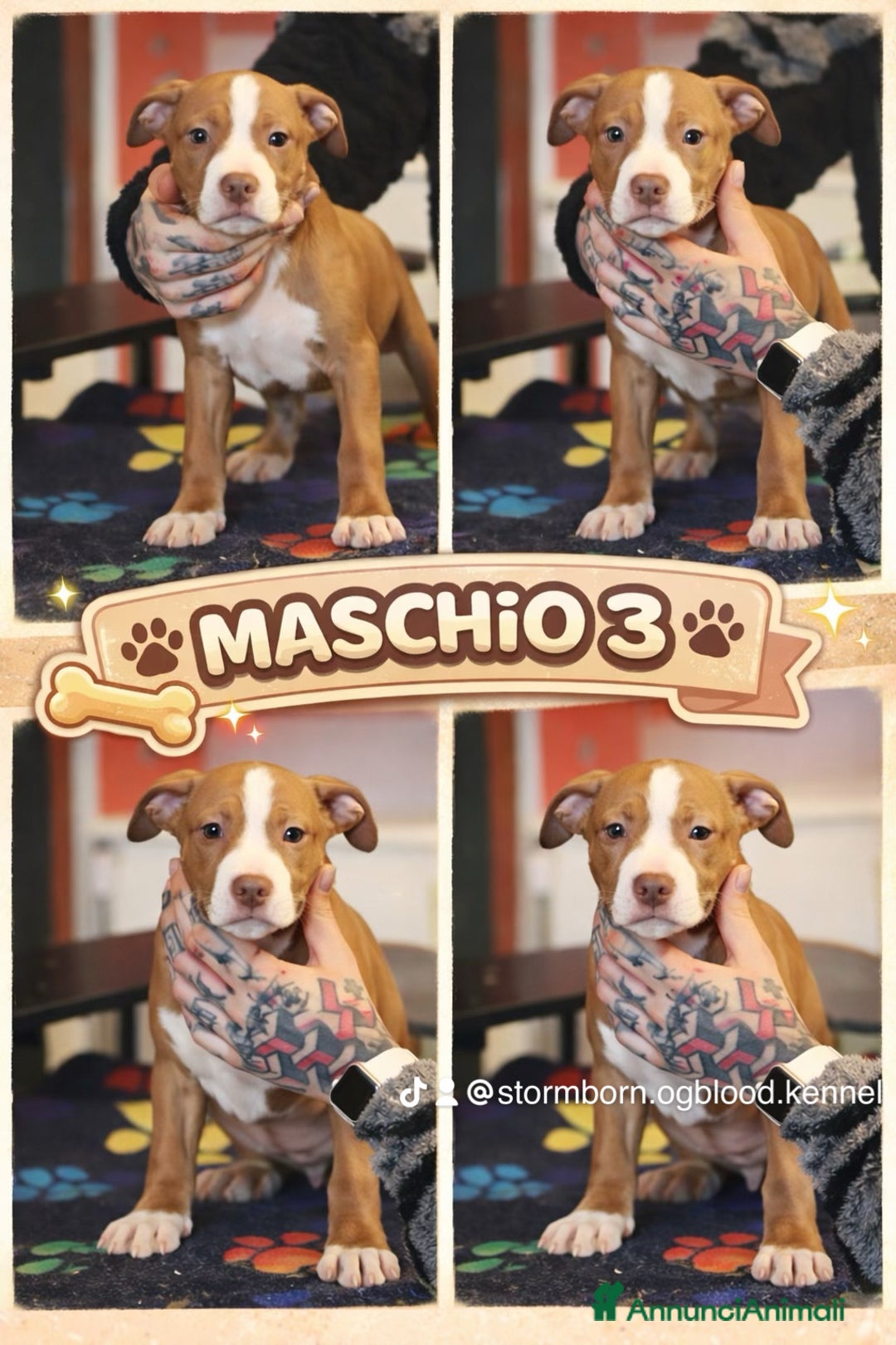 Pitbull cani in vendita: Cuccioli di Pit Bull con pedigree anche a rate - Annuncio 11