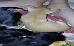 Chihuahua cani in vendita: Chihuahua Cuccioli stupendi a Città metropolitana di Roma Capitale - Immagine 19