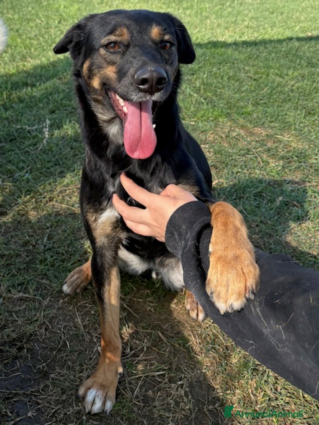 Meticcio cani in regalo: Tac, giovanissima, piccola e dolce ♥️ - Annuncio 3