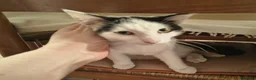 Europeo gatti in regalo: GATTINO 5 mesi - Annuncio 5