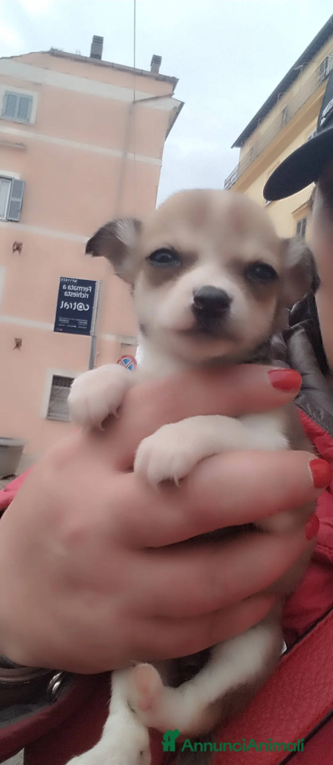 Chihuahua cani in vendita: Chiuwaua mini Toy  a Città metropolitana di Roma Capitale - Annuncio 2