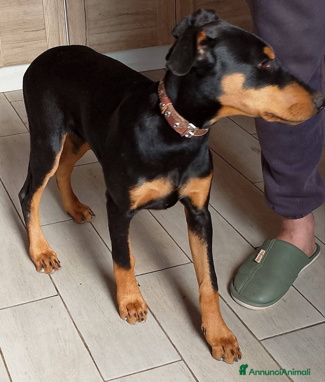 Dobermann cani in vendita: Dobermann puppy 🐶  a Provincia di Trieste - Immagine 3