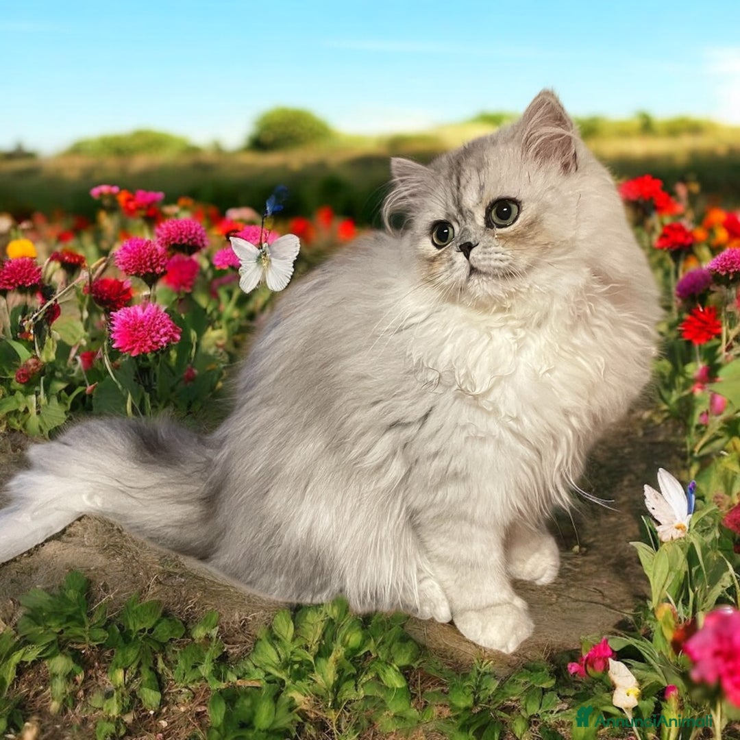 Persiano gatti in vendita: gatta persiana golden shaded di alta genealogia a Città Metropolitana di Bologna - Immagine 20
