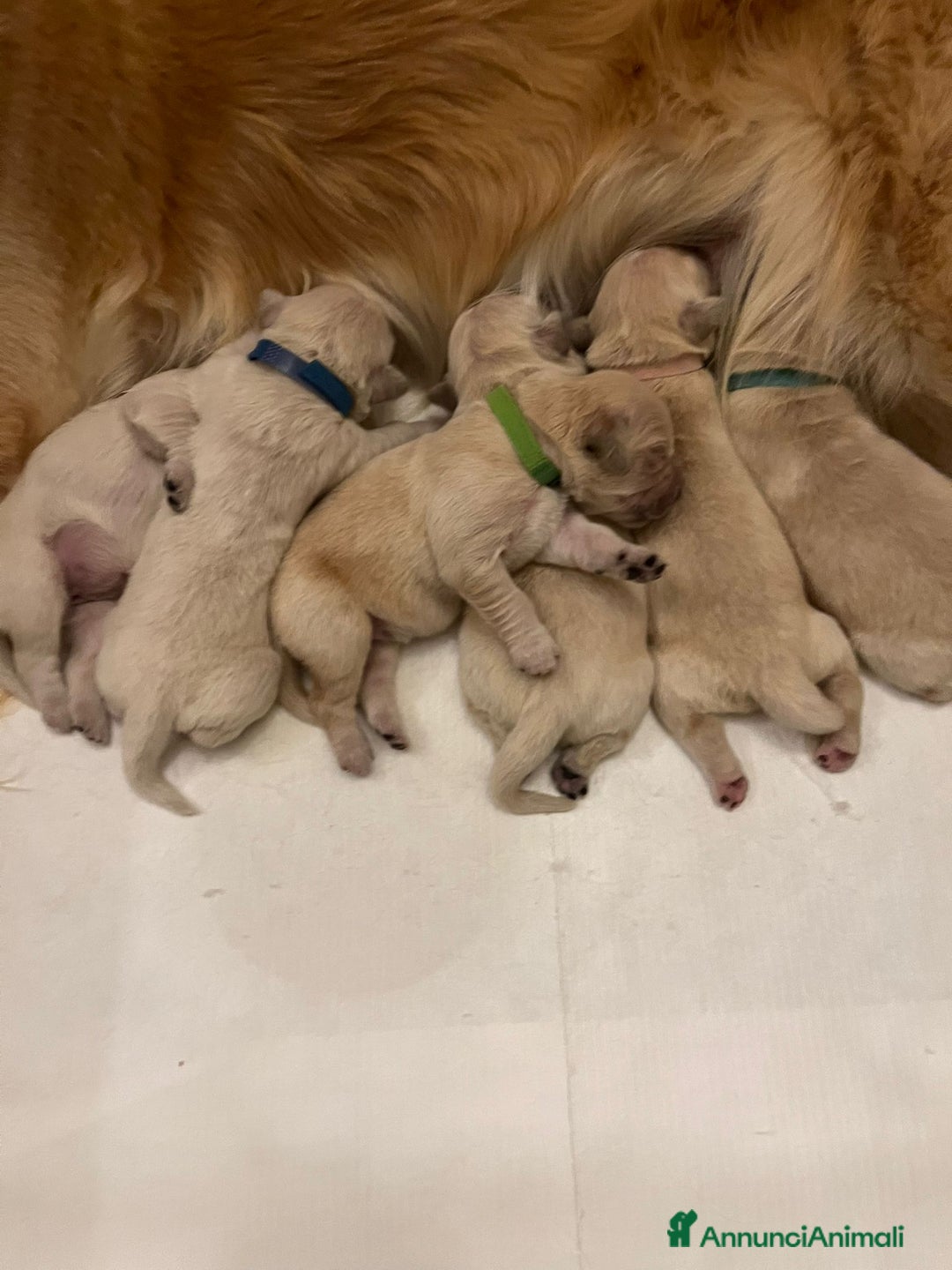 Golden Retriever cani in vendita: Cuccioli di Golden Retriever Angloamericani - Annuncio 7