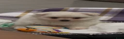 Volpino Pomerania cani in vendita: Cucciola di Pomerania  - Annuncio 3