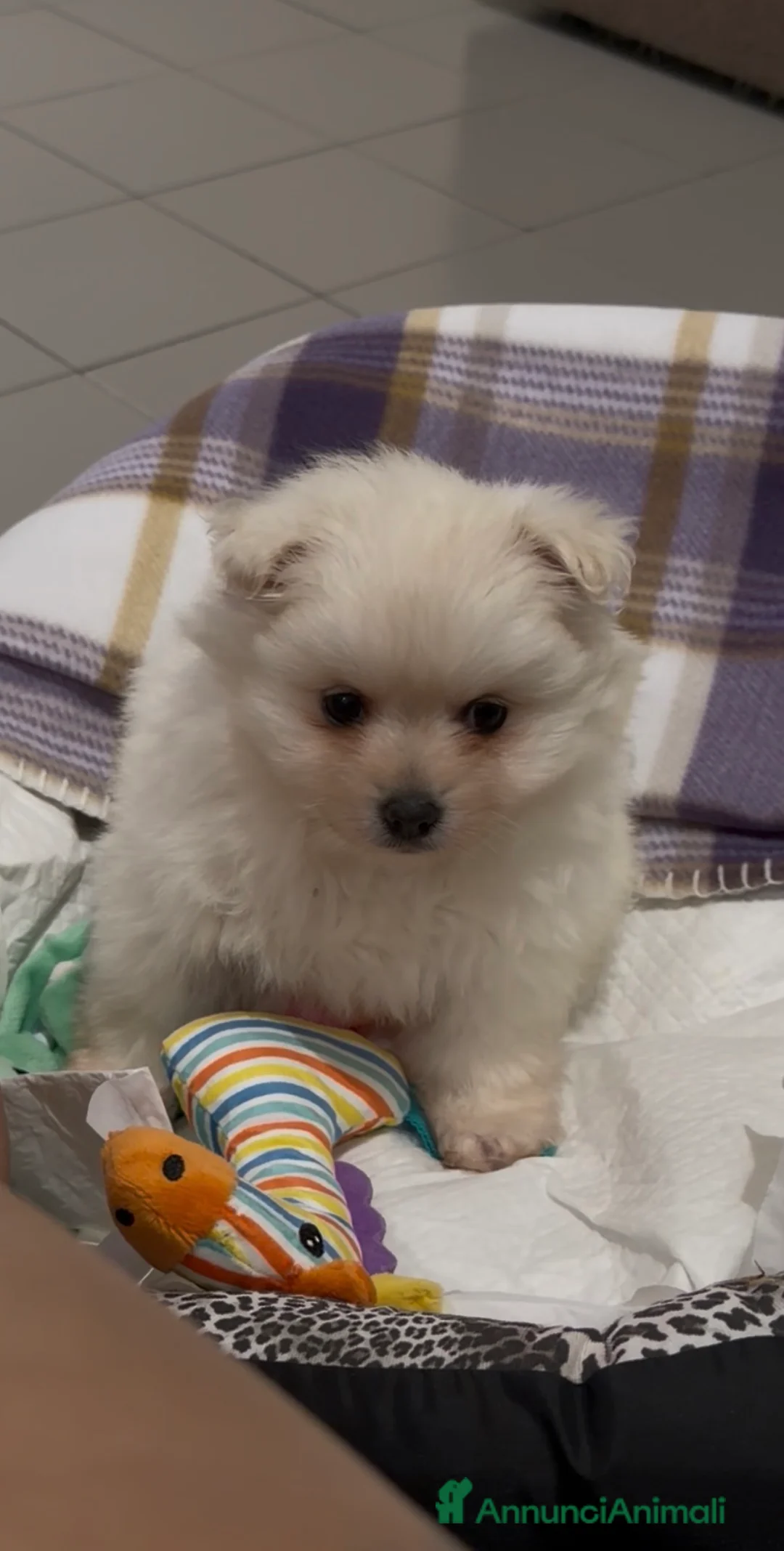 Volpino Pomerania cani in vendita: Cucciola di Pomerania  - Annuncio 3