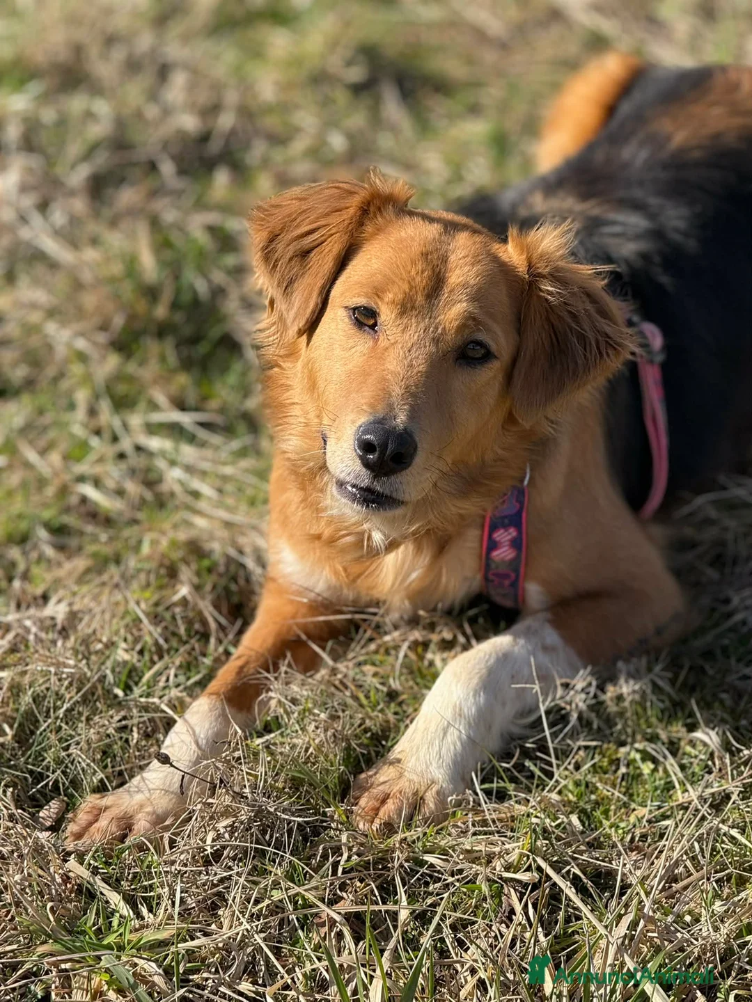 Meticcio cani in regalo: MINDY, dolcissima e super affettuosa! - Annuncio 7