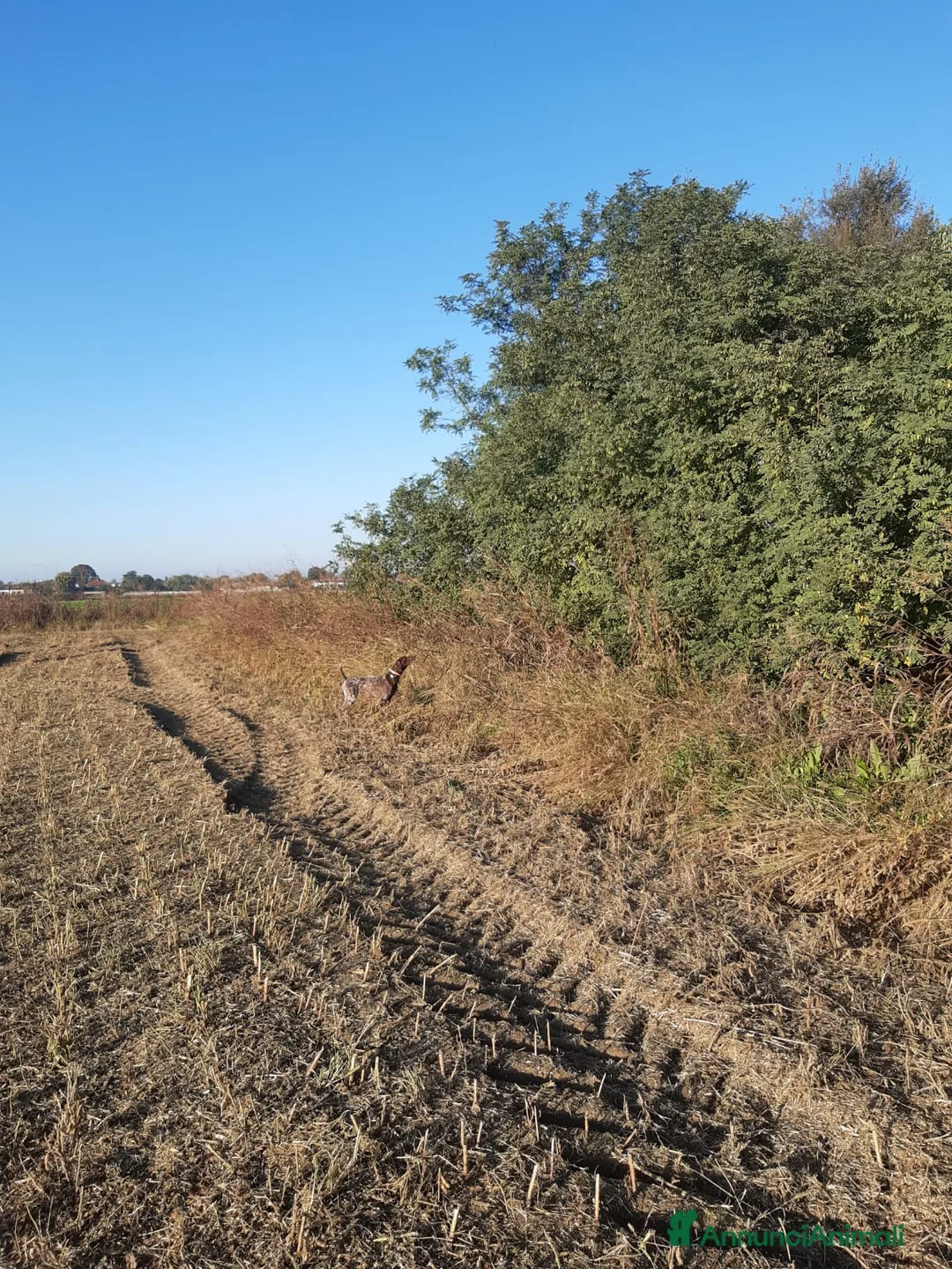 Kurzhaar cani in vendita: kurzhaar femmina - Annuncio 2