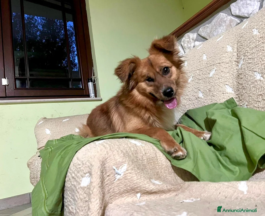 Meticcio cani in regalo: Maschietto tg contenuta 2 anni - Annuncio 2