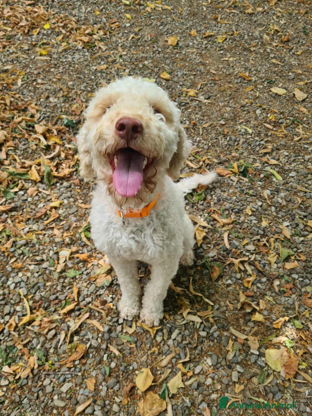 Lagotto cani in regalo: ISOTTA, dolcissima LAGOTTA cerca famiglia! - Annuncio 7