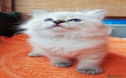 Ragdoll gatti in vendita: Cuccioli Ragdoll a Provincia di Bergamo - Immagine 8