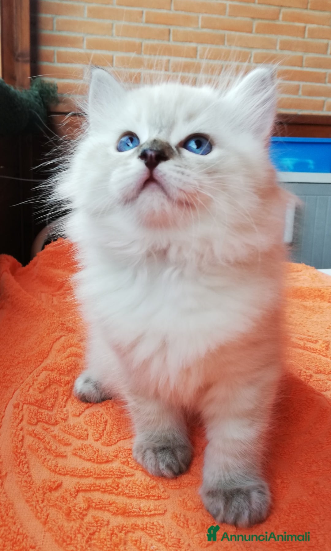 Ragdoll gatti in vendita: Cuccioli Ragdoll a Provincia di Bergamo - Immagine 8