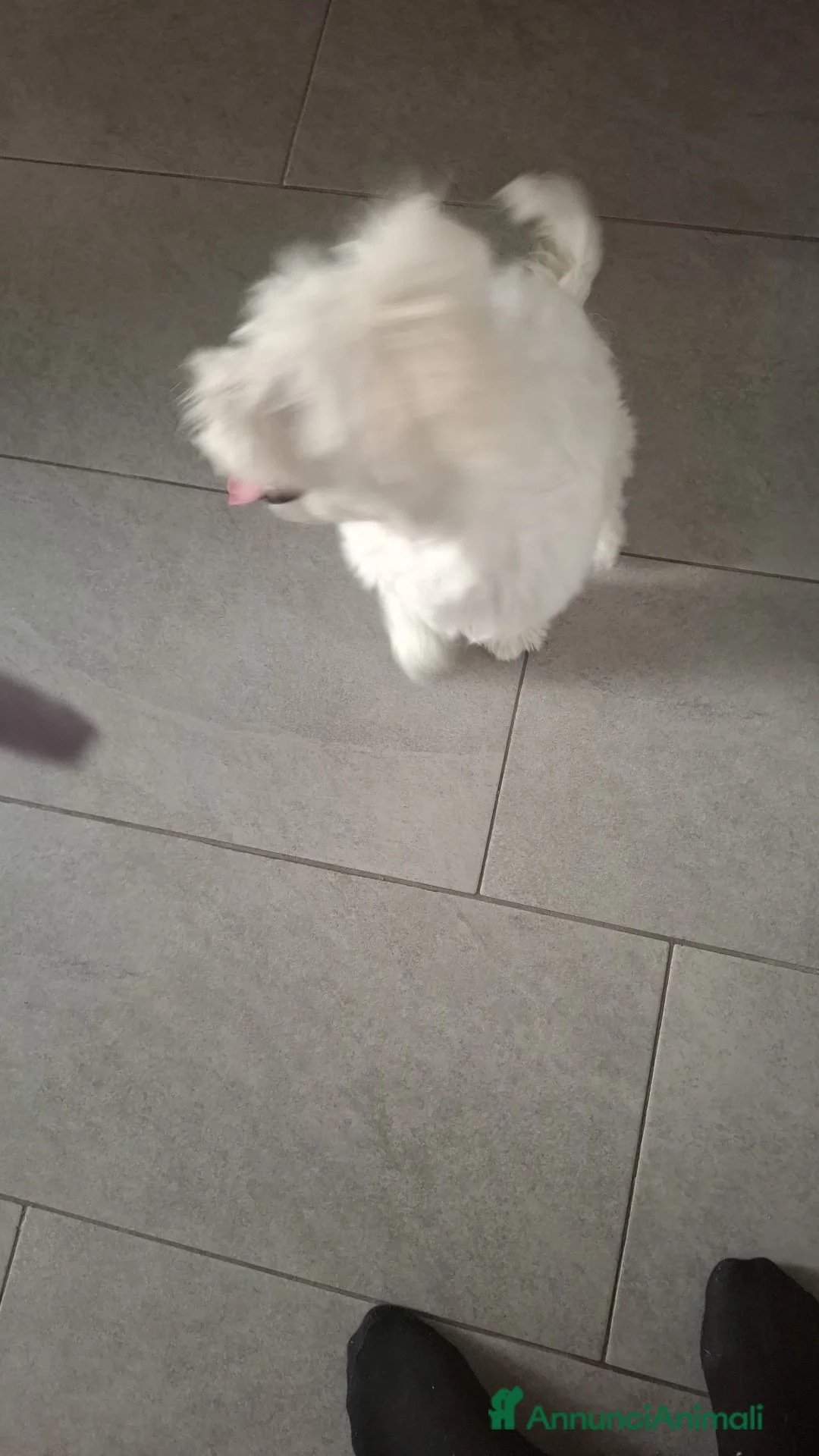 Maltese cani in vendita: Maltese di 5 mesi provincia piacenza  - Annuncio 2