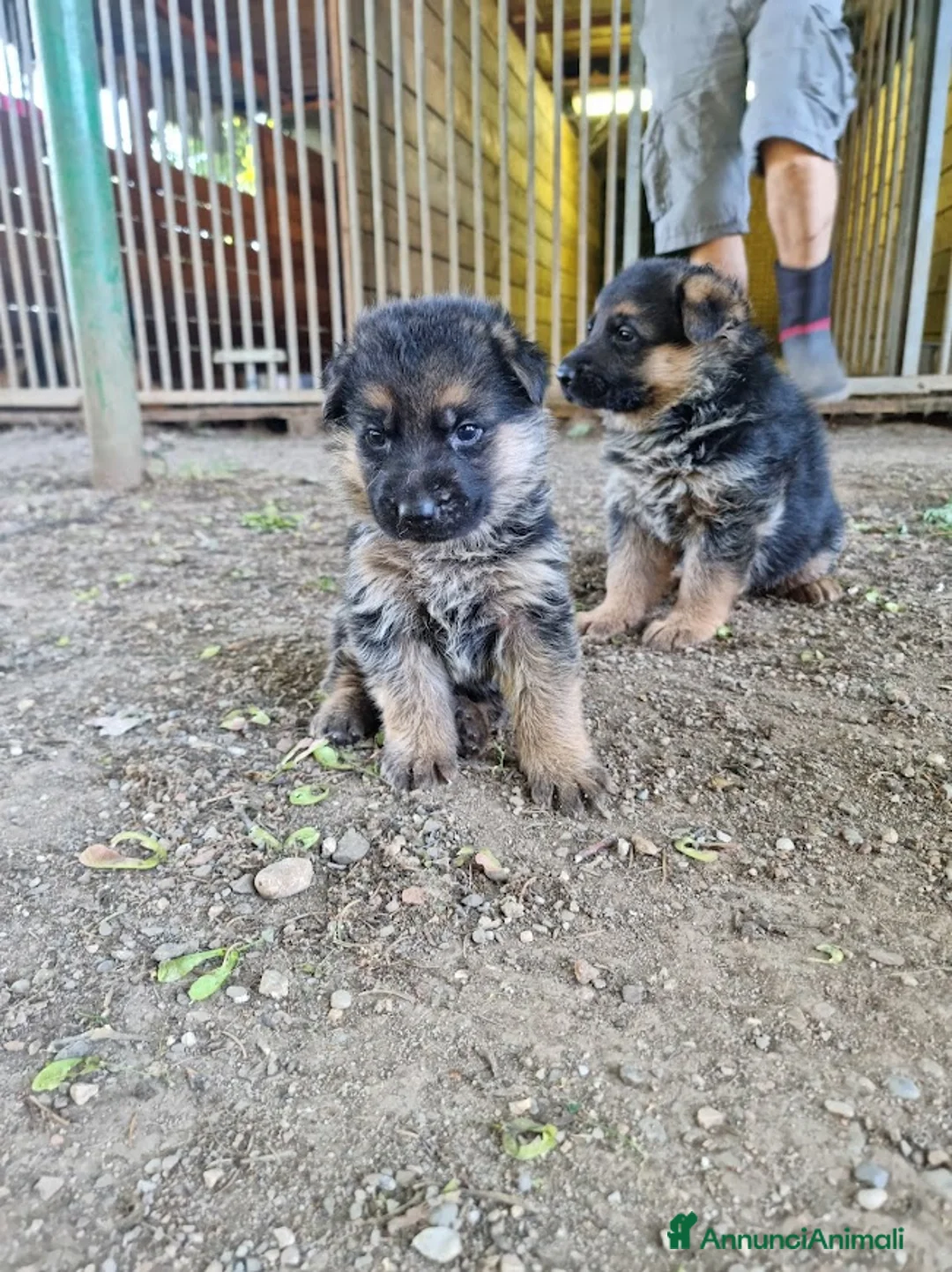 Pastore Tedesco cani in vendita: Cuccioli di pastore tedesco - Annuncio 2