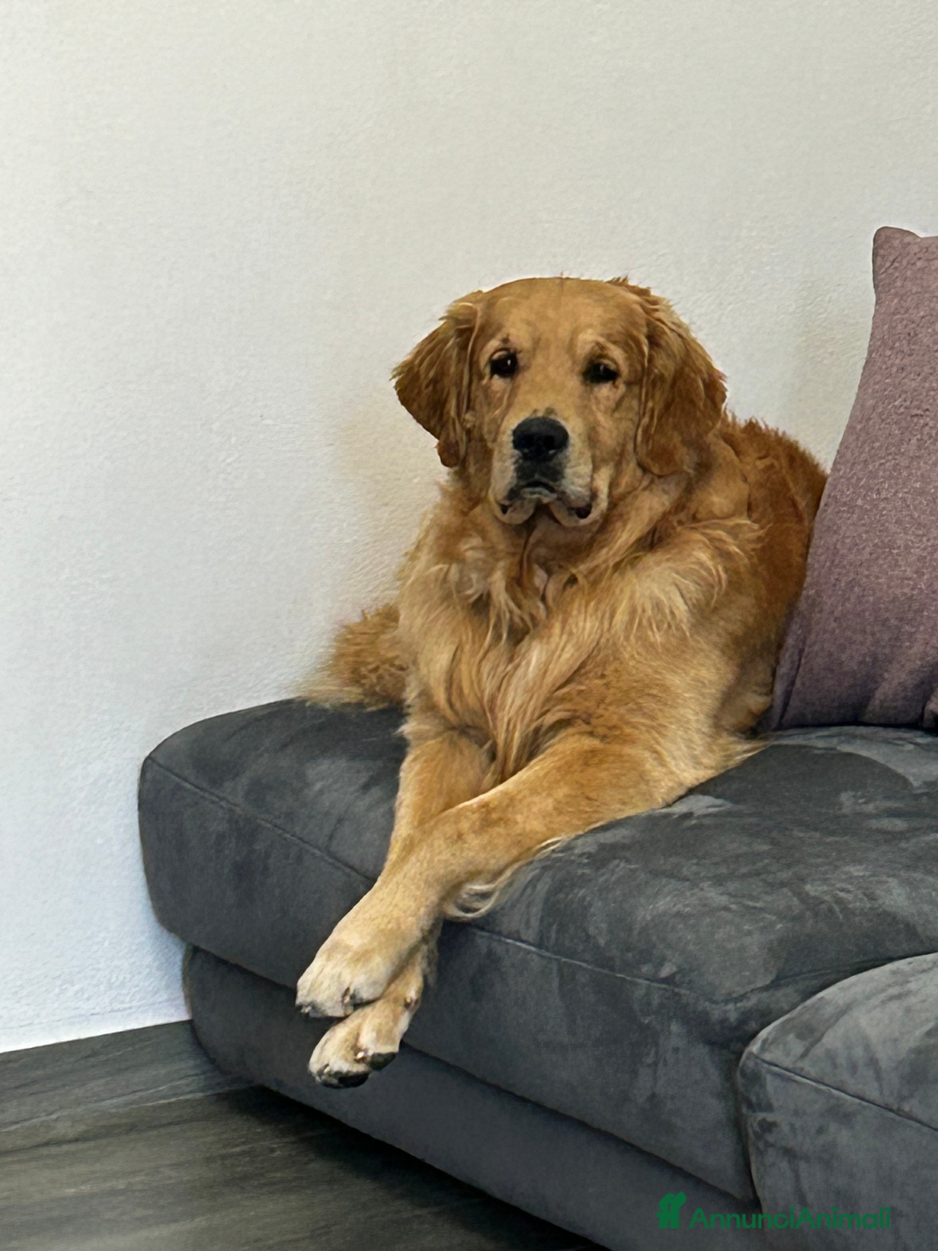 Golden Retriever cani Golden americano per monta  - Annuncio 1