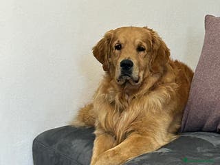 Golden Retriever cani Golden americano per monta - Annuncio 1