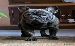Bulldog Francese cani per accoppiamento: Ugo cerca fidanzata a Città metropolitana di Roma Capitale - Immagine 4