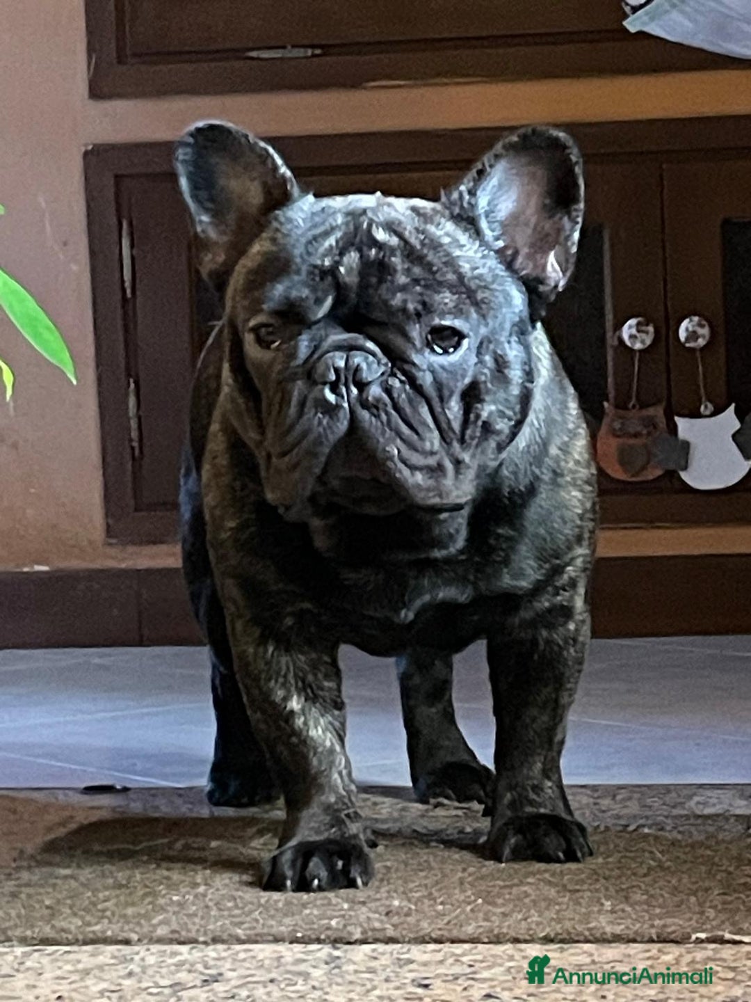 Bulldog Francese cani per accoppiamento: Ugo cerca fidanzata a Città metropolitana di Roma Capitale - Immagine 4