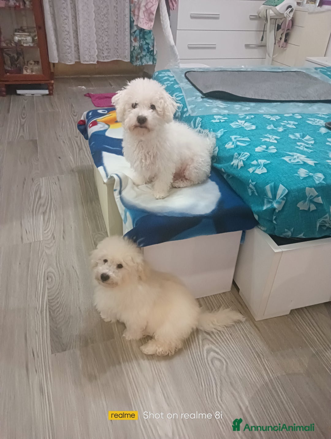 Meticcio cani in vendita: Maltipoo maschio  - Annuncio 6
