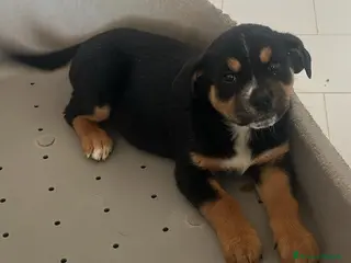 Meticcio cani Cucciole di taglia media - Annuncio 33