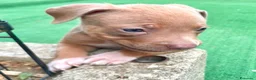 Pitbull cani in vendita: Dolcissimi cuccioli di Pitbull UKC con pedigree  - Annuncio 5