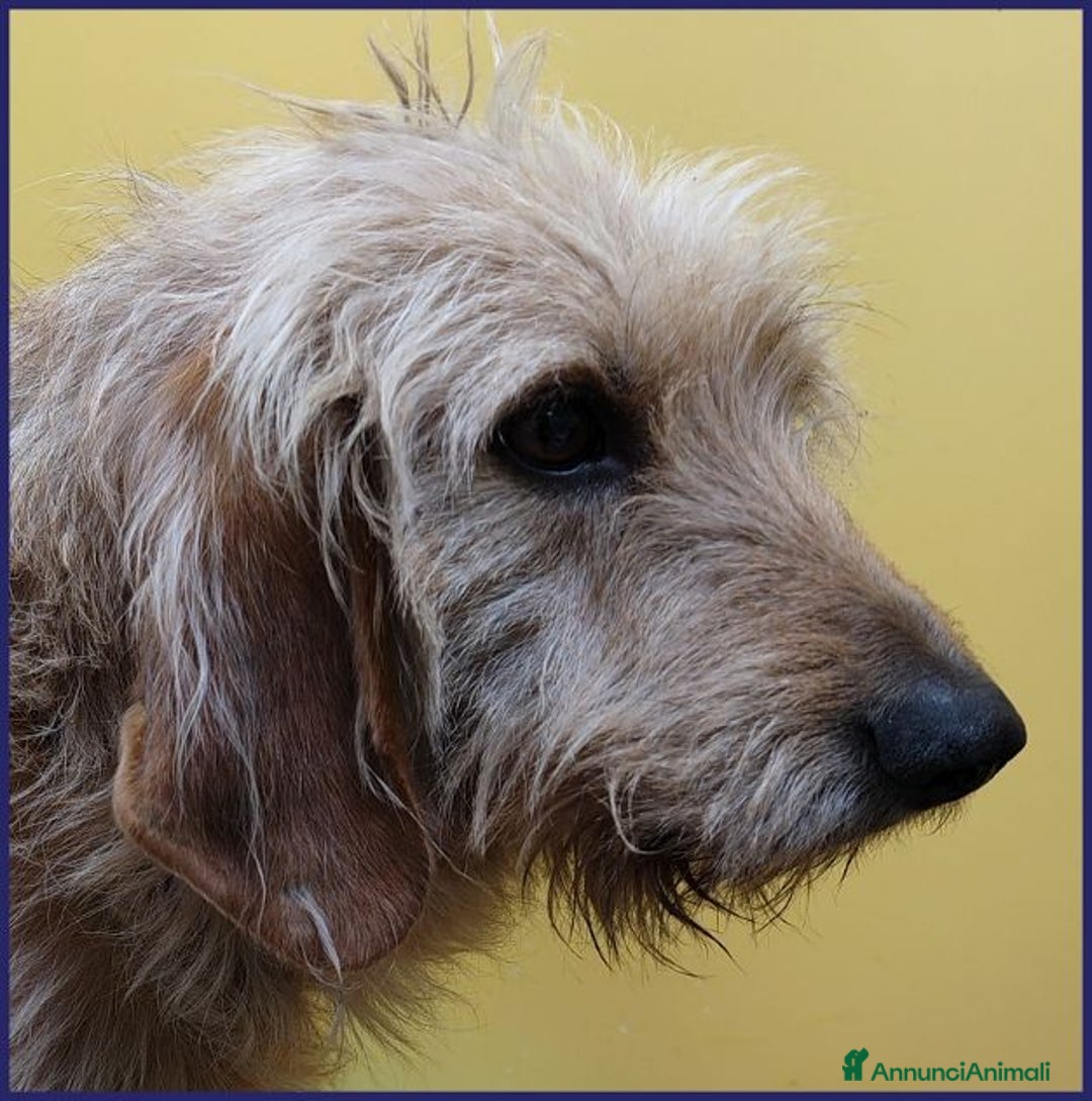 Meticcio cani in regalo: GIACOMO ha vissuto un inferno ora cerca amore - Annuncio 5