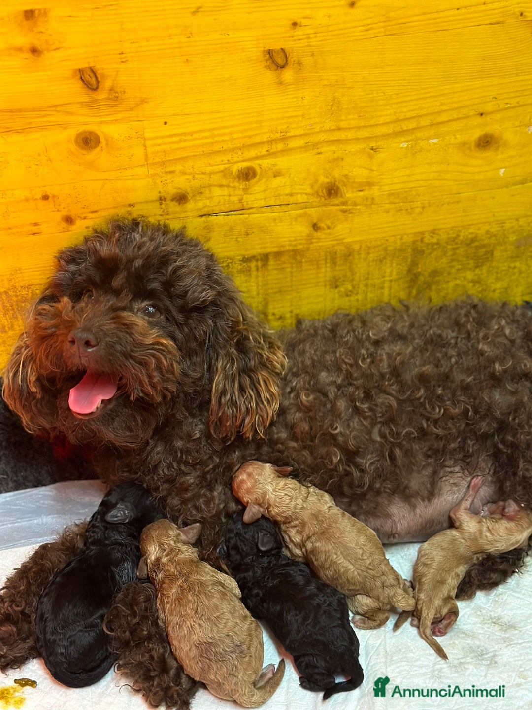 Barboncino cani in vendita: Cucciolo di barboncino total black - Annuncio 4