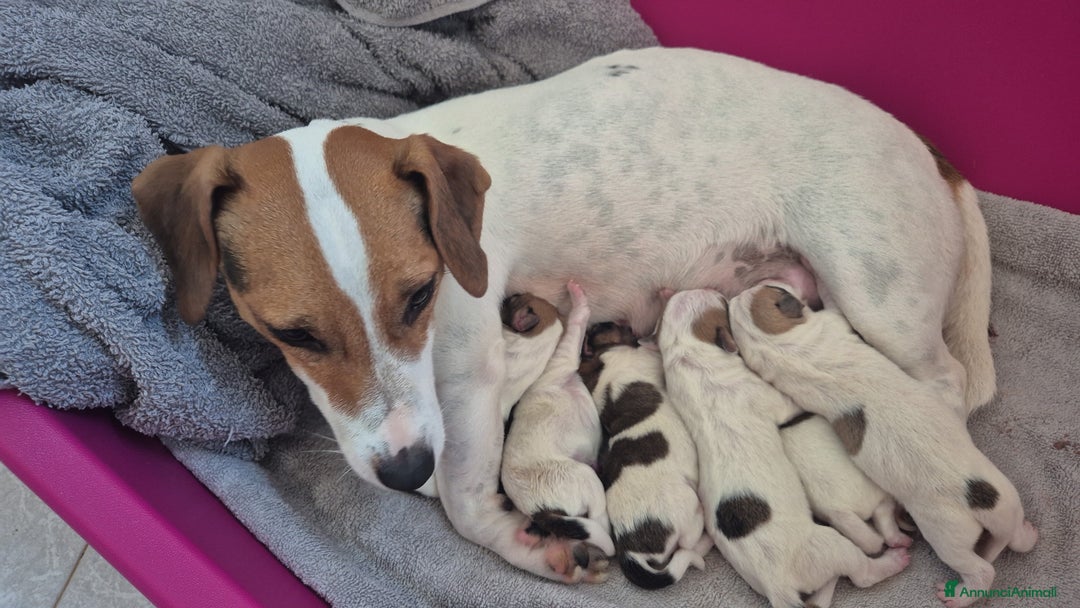 Jack Russell cani in vendita: Jack russell - Annuncio 8