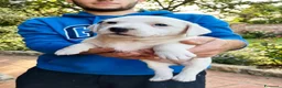Jack Russell cani in vendita: Cuccioli di puro Jack russel  - Annuncio 3