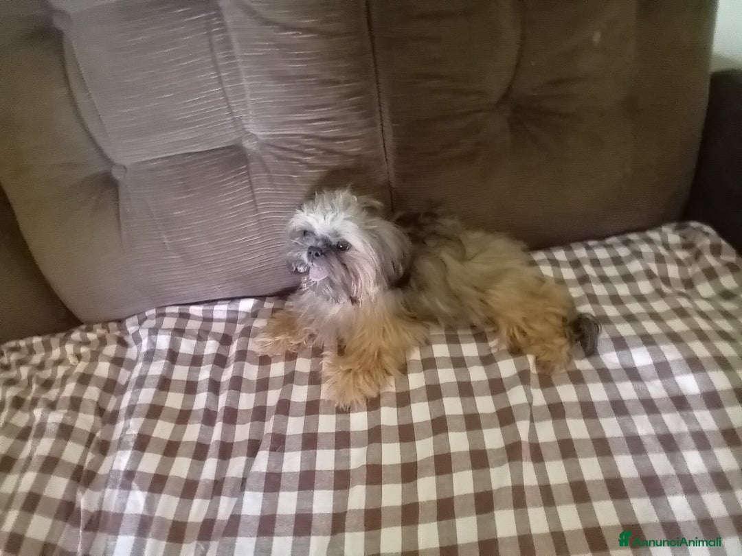 Shih Tzu cani in vendita: Shi tzu - Annuncio 4