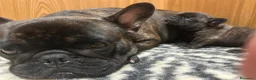Bulldog Francese cani in vendita: Maschio bringee bulldog francese  - Annuncio 2