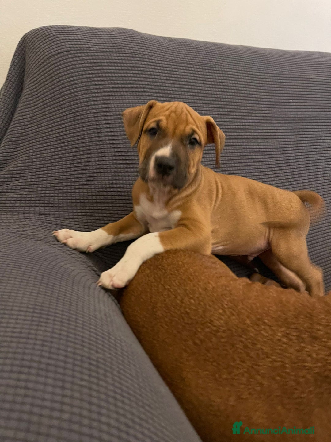 American Staffordshire cani in vendita: Cucciolo ARTù  - Annuncio 4