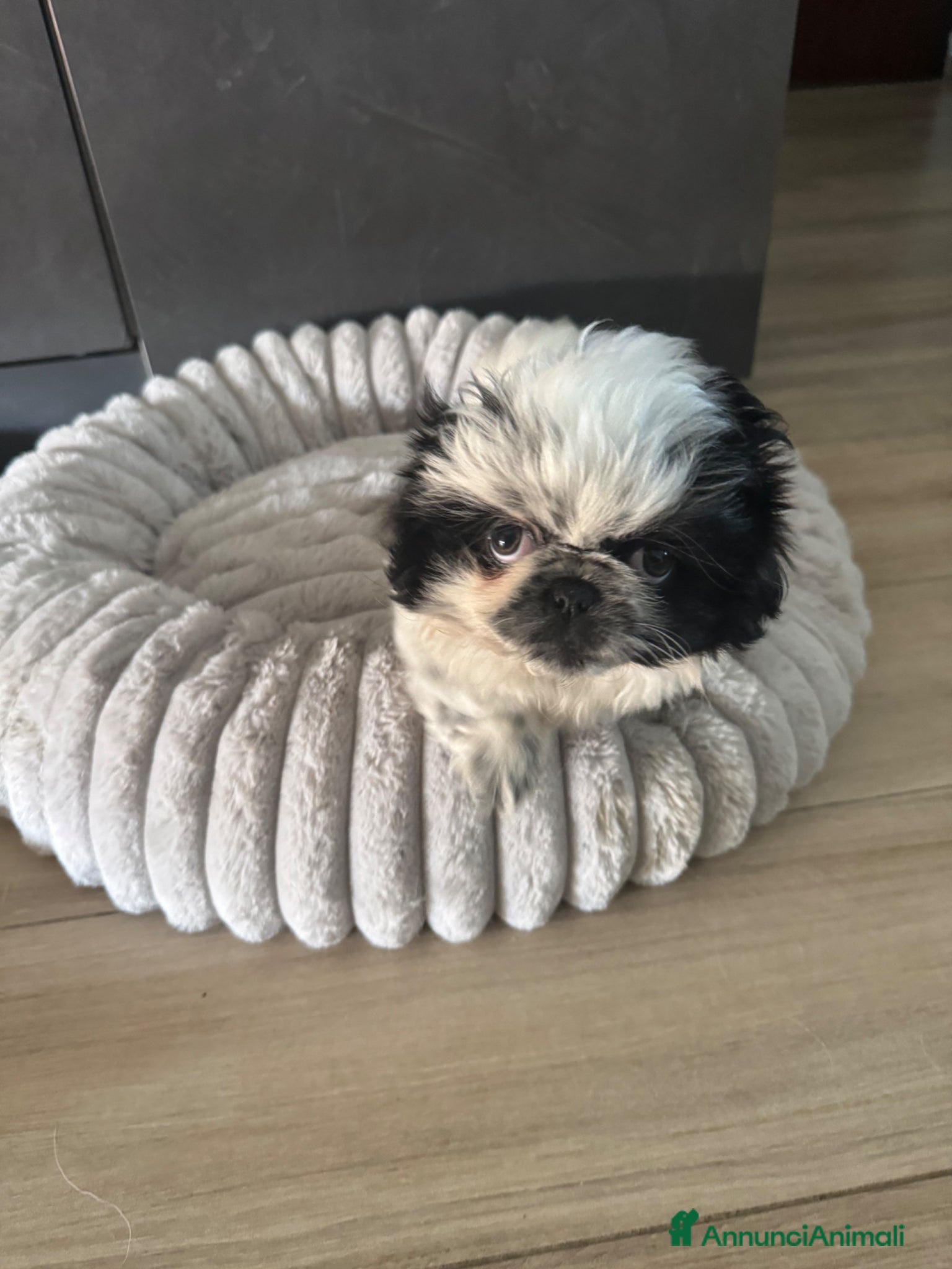 Pechinese cani Cuccioli pechinesi  - Annuncio 1