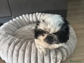 Pechinese cani Cuccioli pechinesi - Annuncio 1