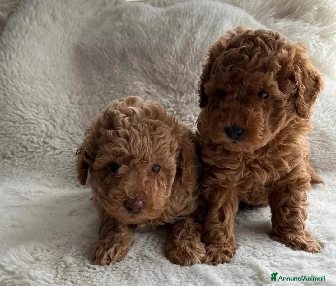 Barboncino Toy cani in vendita: Barboncini toy rossi - Annuncio 1