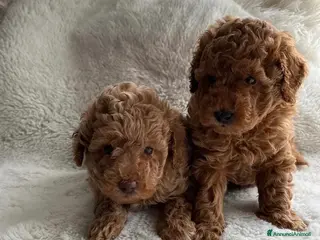 Barboncino Toy cani Barboncini toy rossi - Annuncio 17