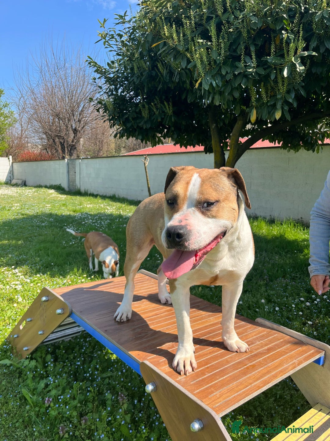 American Staffordshire cani in regalo: GOLD BELLISSIMO AMSTAFF a Città metropolitana di Milano - Annuncio 4