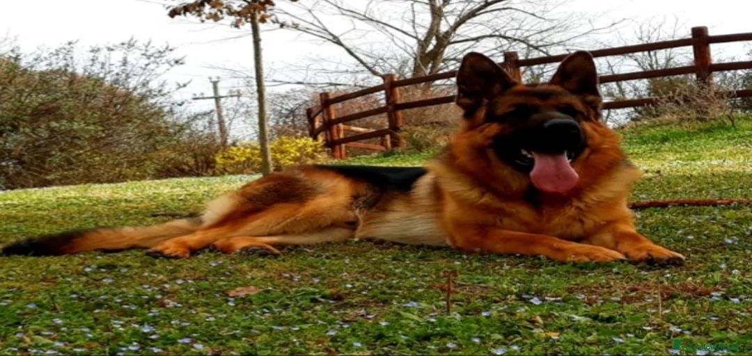 Immagine della galleria {{count}}