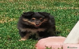 Shetland Sheepdog cani in vendita: Cuccioli Shetland sheepdog a Provincia di Alessandria - Immagine 3