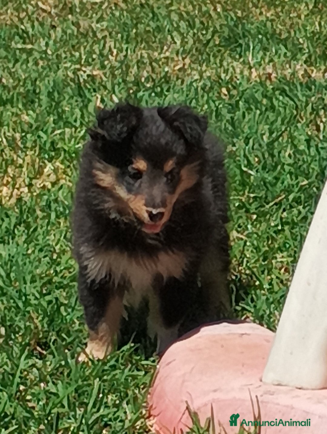 Shetland Sheepdog cani in vendita: Cuccioli Shetland sheepdog a Provincia di Alessandria - Immagine 3