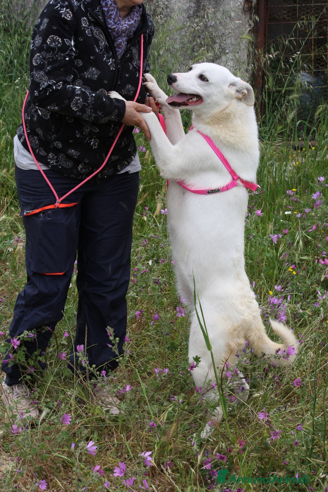 Altre razze cani in regalo: Tracy in adozione - Annuncio 6