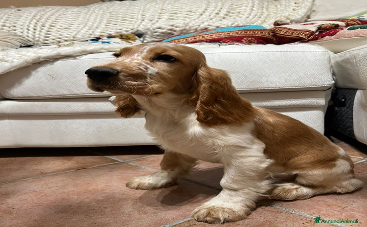 Cocker cani - Annuncio 1