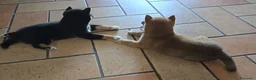 Shiba Inu cani in vendita: CUCCIOLI  SHIBA a Provincia di Perugia - Annuncio 4