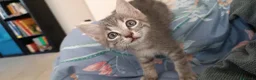 Altre razze gatti in vendita: Gattino (Padre Certosino) - Annuncio 11